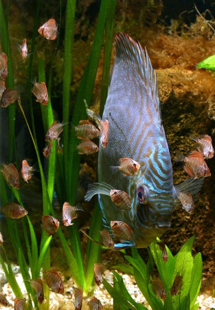 copyright R. Callewaert